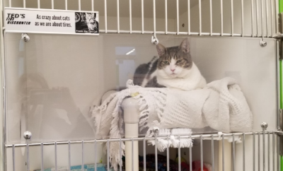 We've sponsored a cage at Guelph Humane Society!